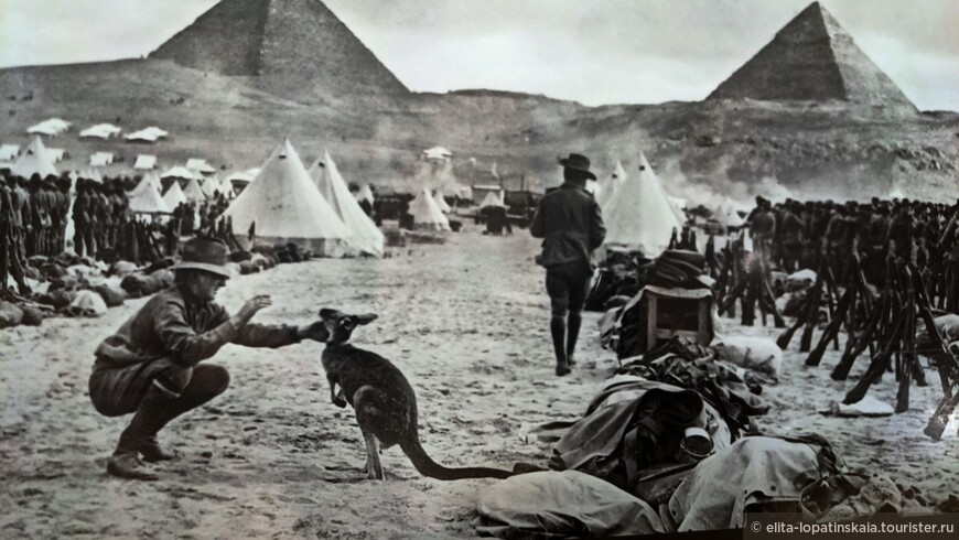 Хвостатый австралийский талисман в тренировочном лагере в Гизе под Каиром. Декабрь 1914 года.
