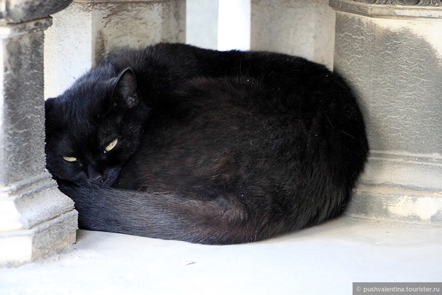 Черный кот на одной из гробниц.