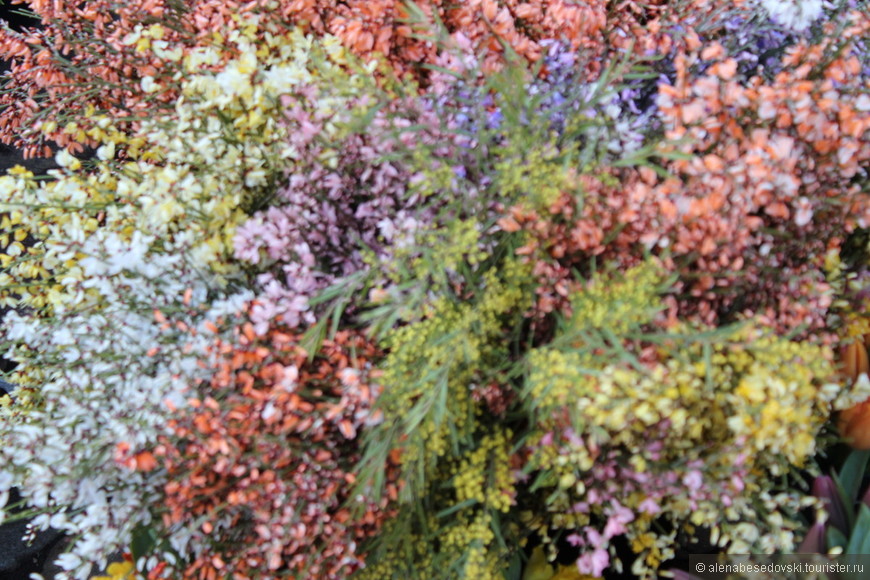 За весенними цветами в Шварцвальдский лес