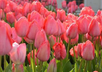 В Пятигорске весной пройдет Карнавал тюльпанов