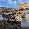 Обзорная экскурсия по Риму и в Колизей