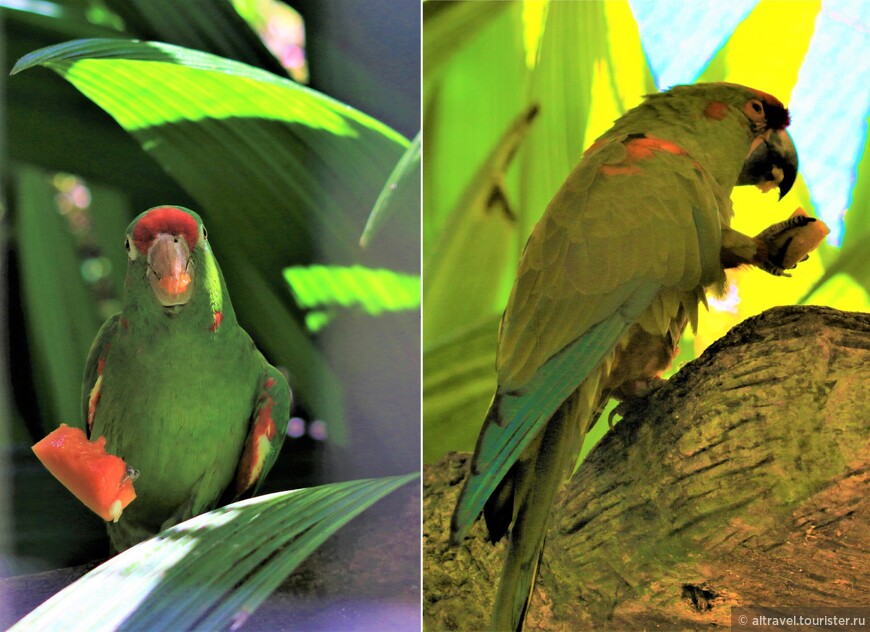 Попугай Финша (Finsch's parakeet, или Crimson-fronted Parakeet) в парке Lа Paz Waterfall Gardens.