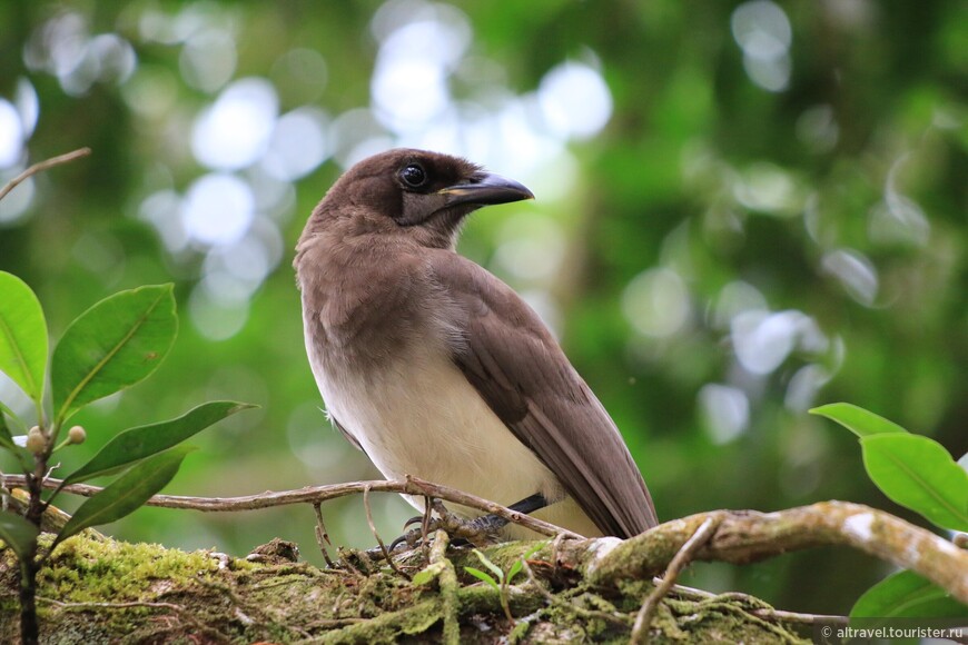 Бурая сойка (Brown Jay).