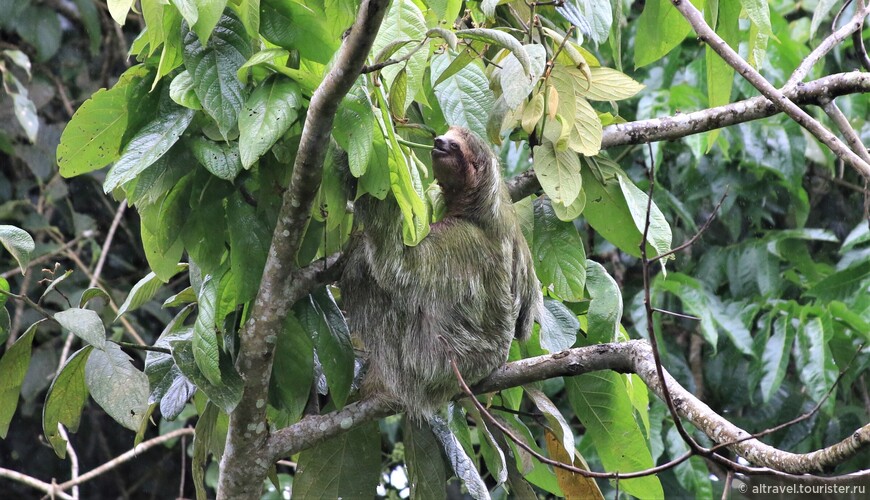 Трехпалый ленивец (Three-toed Sloth).