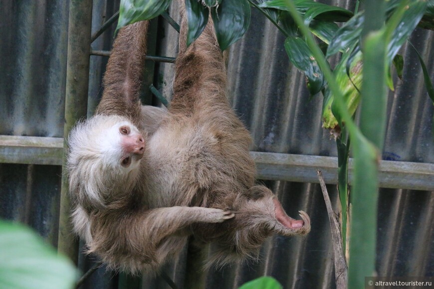 Двупалый ленивец  (Two-toed Sloth) в парке Сельватура.