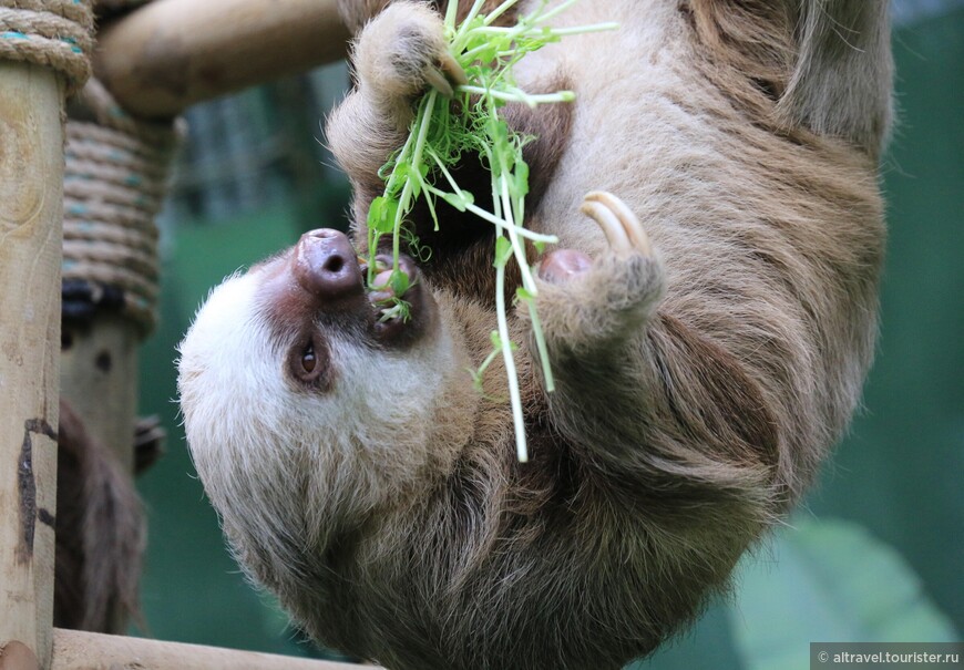 Двупалый ленивец  (Two-toed Sloth) в парке Сельватура.
