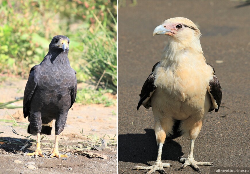 Обыкновенный черный ястреб (common black hawk) - слева;
Желтоголовая каракара (yellow-headed caracara)- справа.