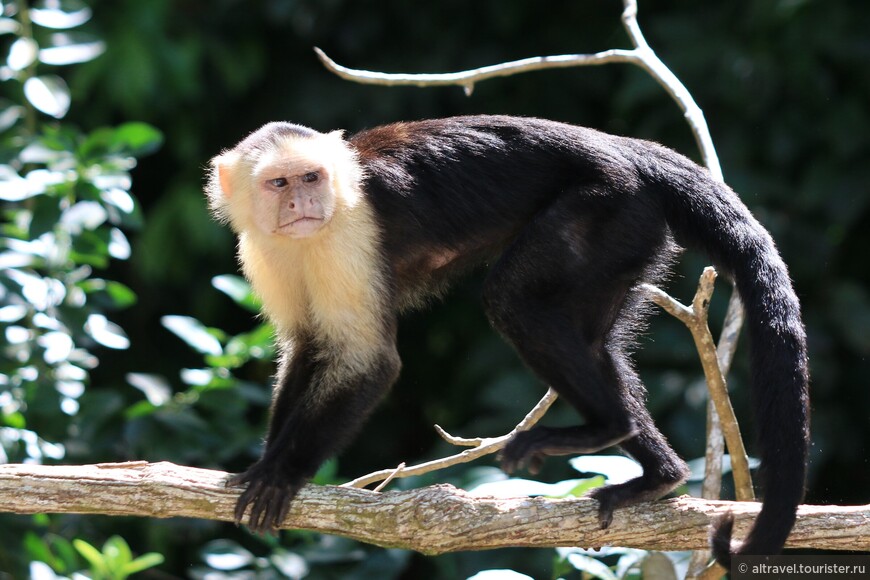 Белолицый капуцин (White-faced Capuchin).
