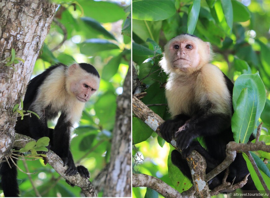 Белолицый капуцин (White-faced Capuchin).