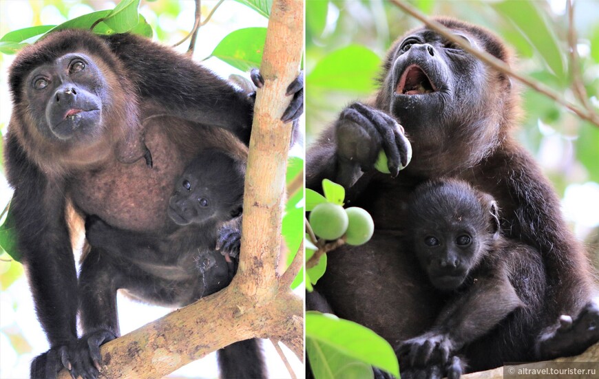 Колумбийский ревун (Colombian Howler).