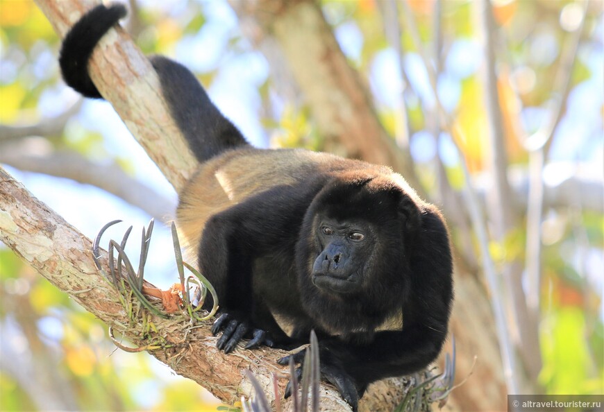 Колумбийский ревун (Colombian Howler).