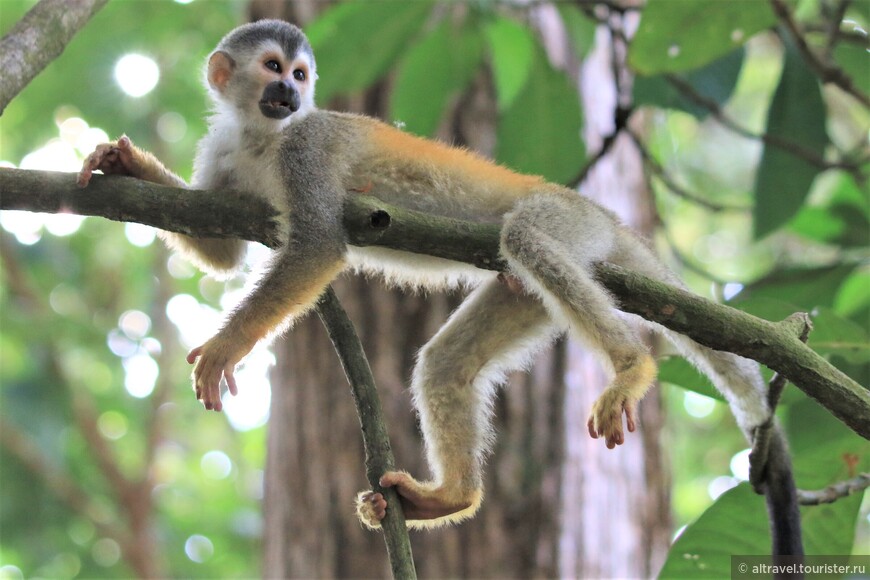 Обыкновенная беличья обезьяна, или беличий саймири (Common Squirrel Monkey)