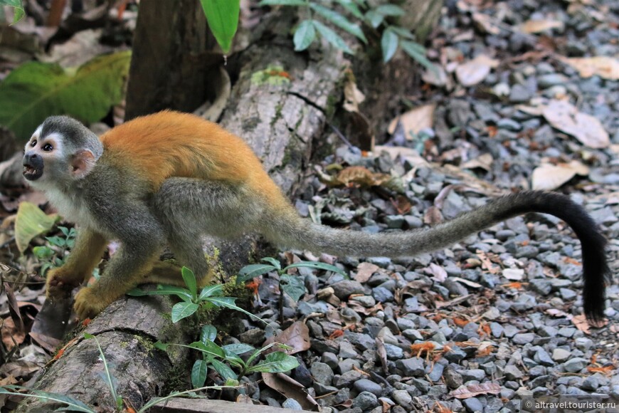 Обыкновенная беличья обезьяна, или беличий саймири (Common Squirrel Monkey)