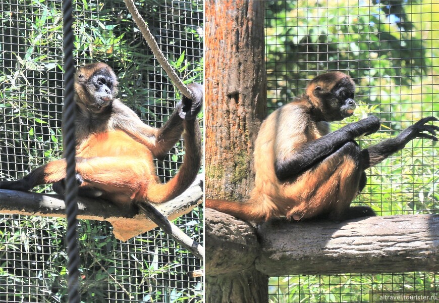 Чернорукая паукообразная обезьяна (Black-handed, или Geoffroy’s spider monkey). Она имеет очень длинные руки и сильный, цепкий хвост, который используется как дополнительная конечность. Этот вид обезьян в живой природе в Коста-Рике нам увидеть не удалось.