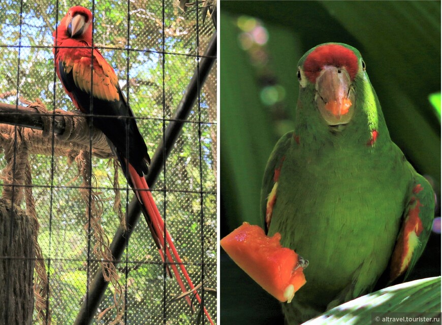 Слева - Алый ара (Scarlet macaw). Ближе, чем в этом парке, нам эту птице в Коста-Рике увидеть не удалось, к сожалению.
Справа - попугай Финша (Finsch's parakeet, или Crimson-fronted parakeet). Этого попугая вообще видели только в этом парке.