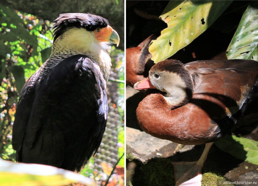 Хохлатая каракара (Crested caracara) - хищник из семейства соколиных, слева. Чернобрюхая свистящая утка (Black-bellied whistling duck), справа.
