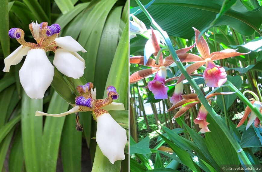 Орхидеи в парке «Сады водопада Мир».