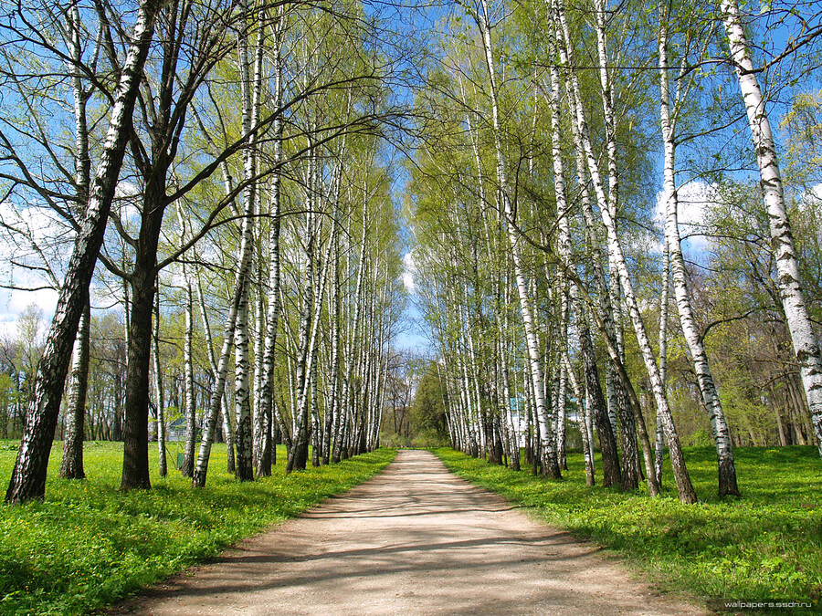 Березовая аллея рисунок