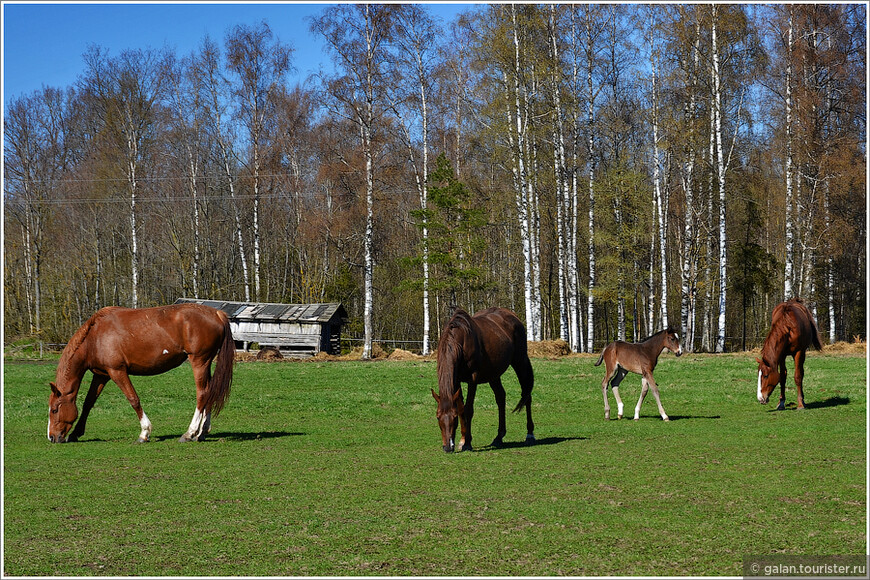 Весеннее очарование северной соседки (уик-энд в Эстонии) - часть 2