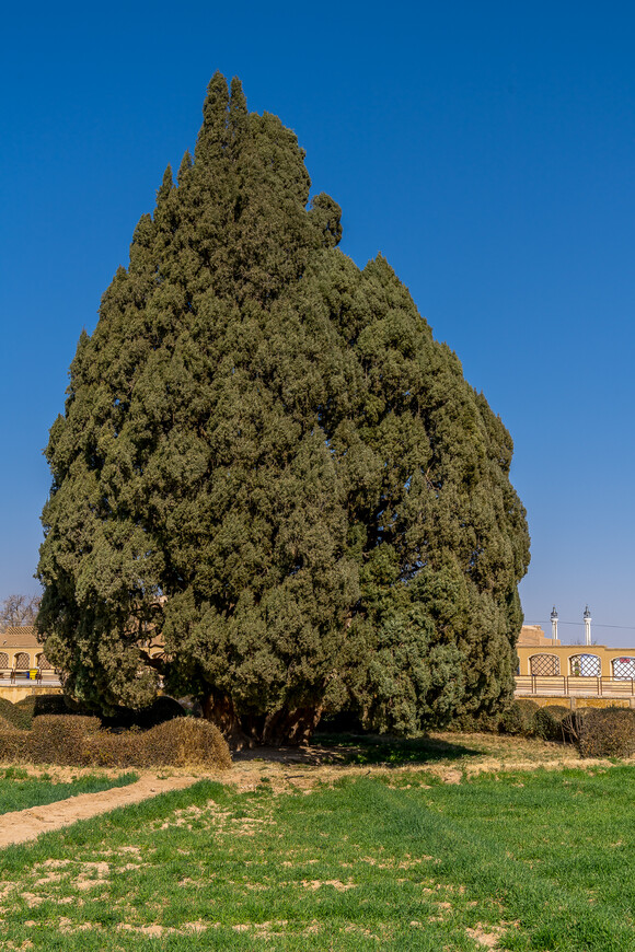 Кипарис возрастом 4-4,5 тысячи лет. Дерево как дерево, ничего особенного
