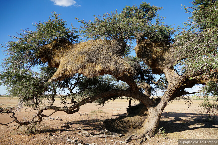 Намибия — другая Африка. Часть 2. Парад невероятных впечатлений