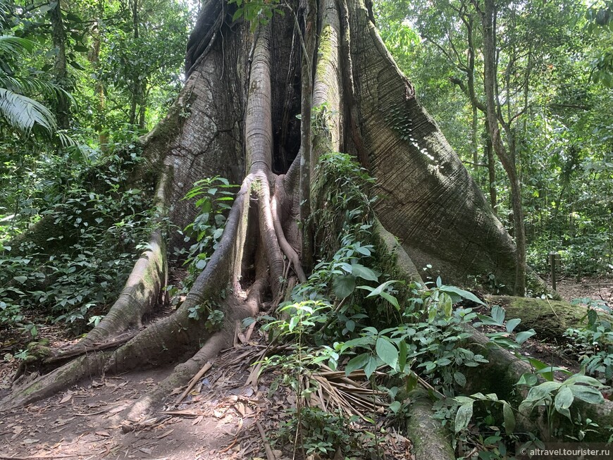 Коста-Рика:  Вулкан Ареналь и окрестности, часть 1