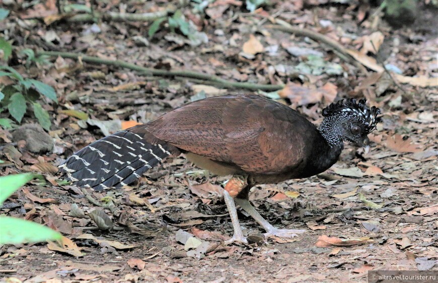 Большой курасов (Great curassow) - крупная фазаноподобная птица. Это самка (рыжий подвид).