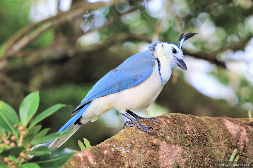 Белогорлая сорочья сойка (White-throated magpie-jay).

