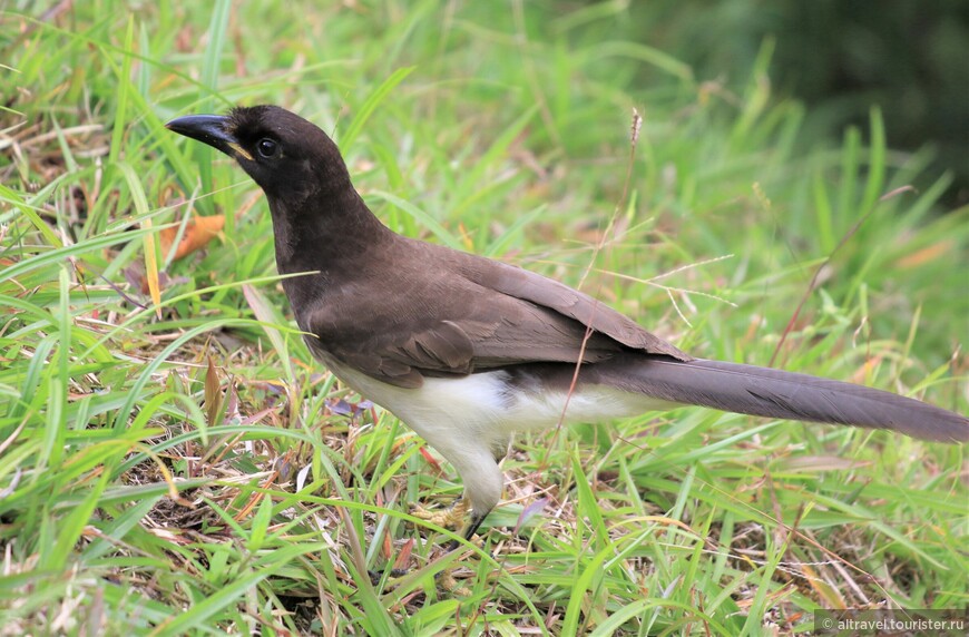 Бурая сойка (Brown jay).