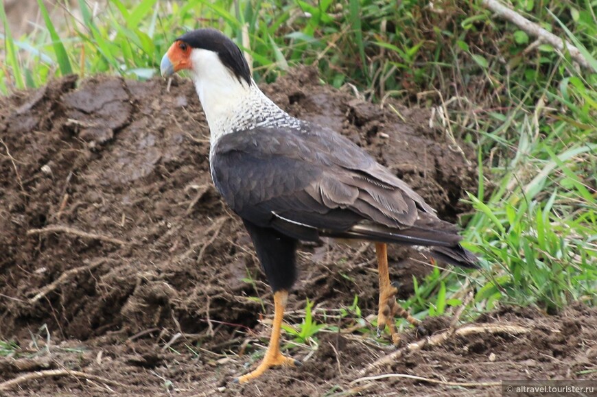 Хохлатая каракара (Сrested caracara) - хищная птица из семейства соколиных. В отличие от соколов, питается падалью.