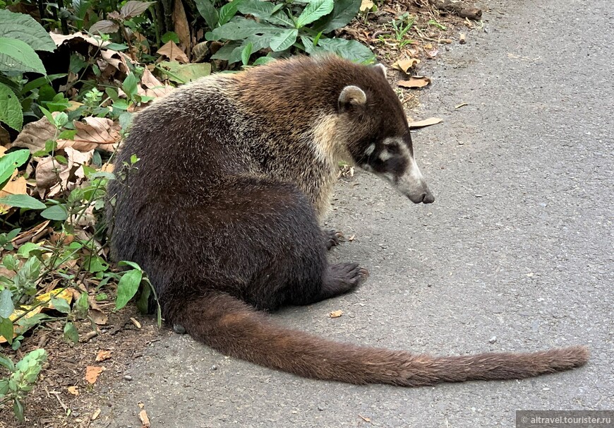 Носуха белоносая (White-nosed Coati).