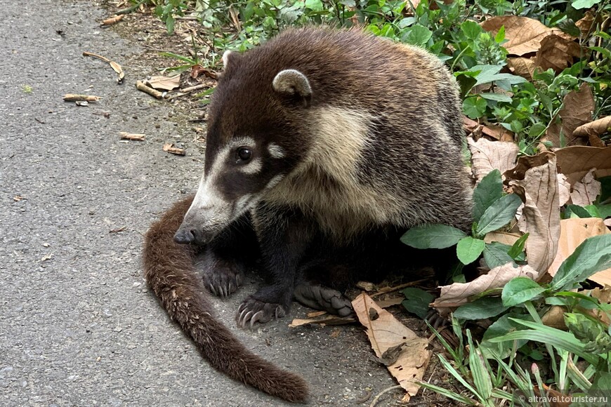 Носуха белоносая (White-nosed Coati).