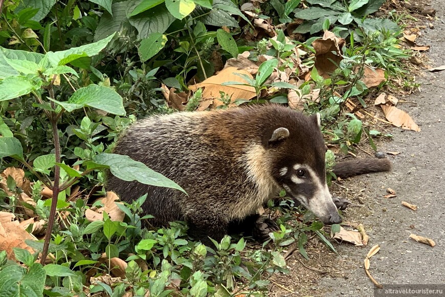 Носуха белоносая (White-nosed Coati).