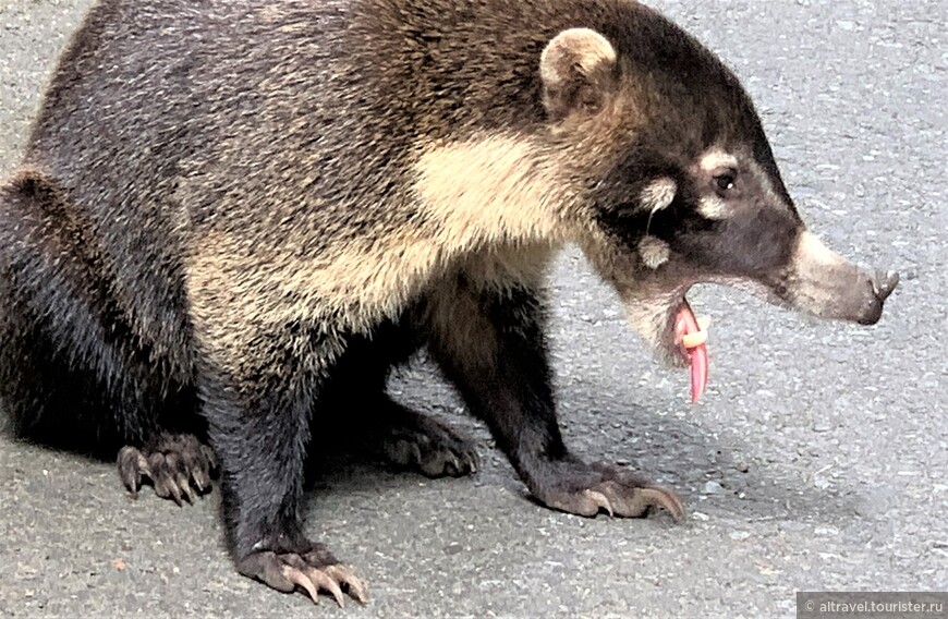 Носуха белоносая (White-nosed Coati).