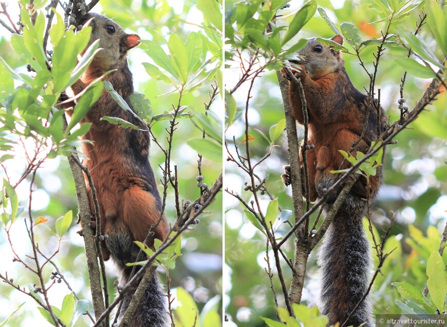 Белка Пестрая (Variegated squirrel) имеет много разновидностей окраски. Нам встретилась вот такая.
