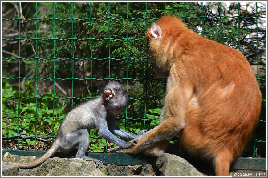 “В мире животных”: фоторепортаж о Рижском зоопарке-2 