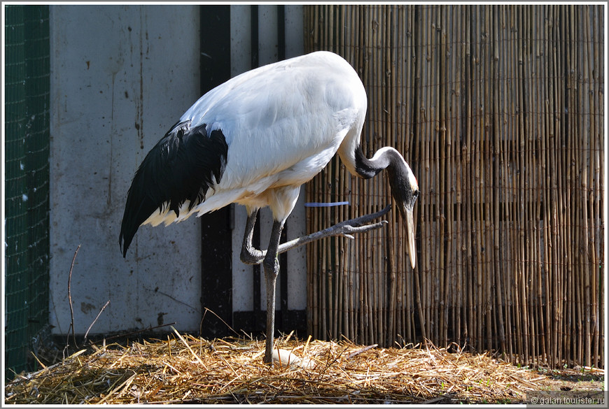 “В мире животных”: фоторепортаж о Рижском зоопарке-2 