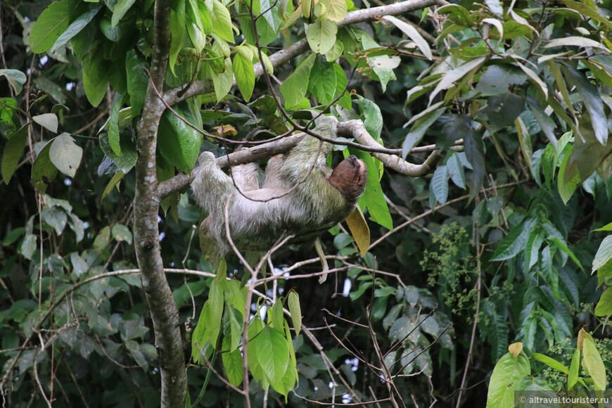 Бурогорлый трехпалый ленивец (Brown-throated sloth).