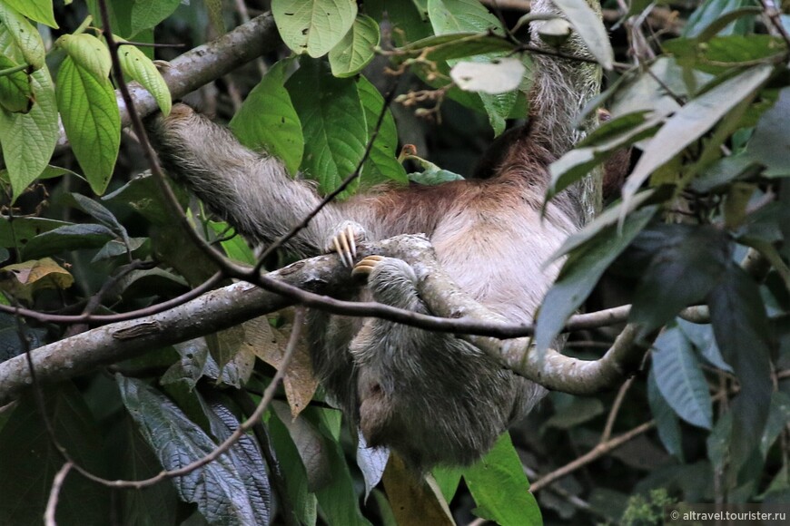 Трехпалый ленивец висит вниз головой. Хорошо видны передние лапы с тремя пальцами-крюками.
