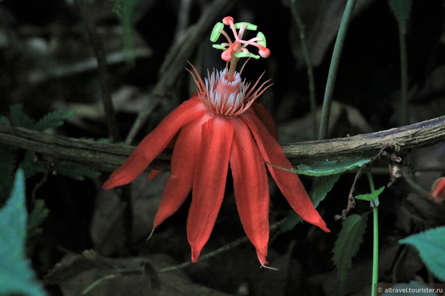 Пассифлора (Red Passion flower).
