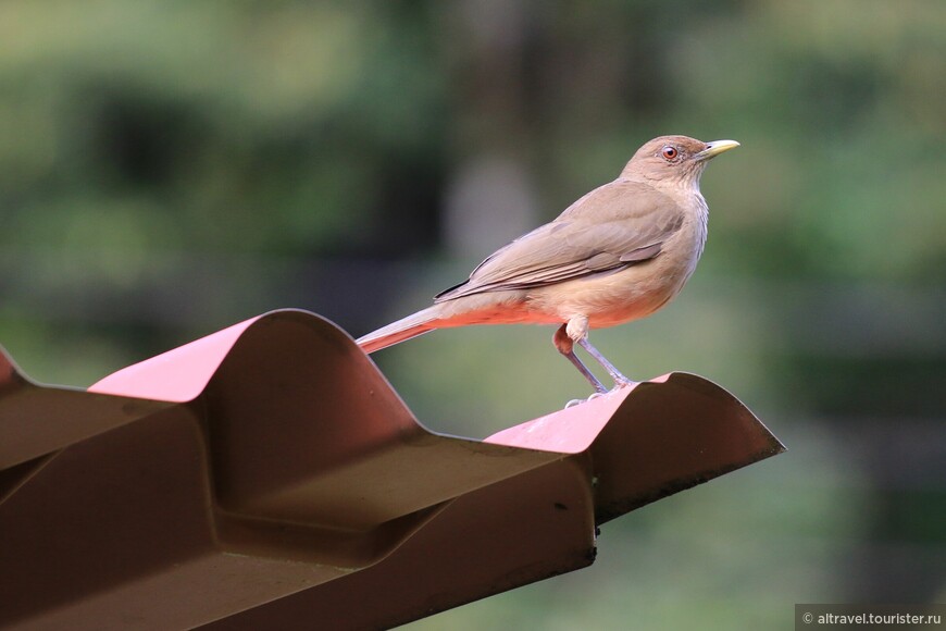Дрозд Грея, или глиняный дрозд - национальная птица Коста-Рики.