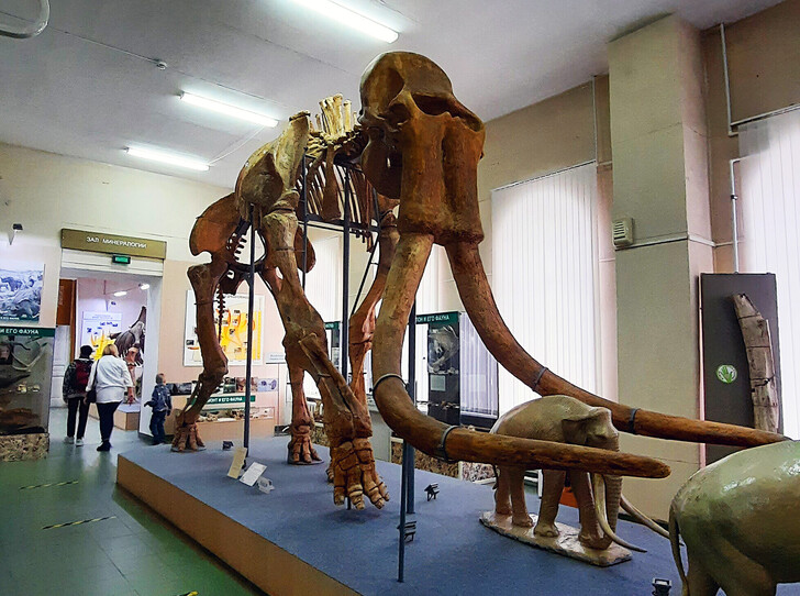 Скелеты слонов в Краеведческом музее Ставрополя