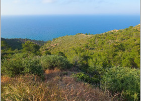 Кипр - Зеленый, золотой, голубой
