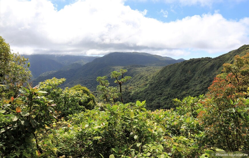 На континентальном водоразделе: высокие горы, полностью покрытые джунглями, с низко-висящими облаками и с регулярно идущими дождями. Это и есть облачный лес.