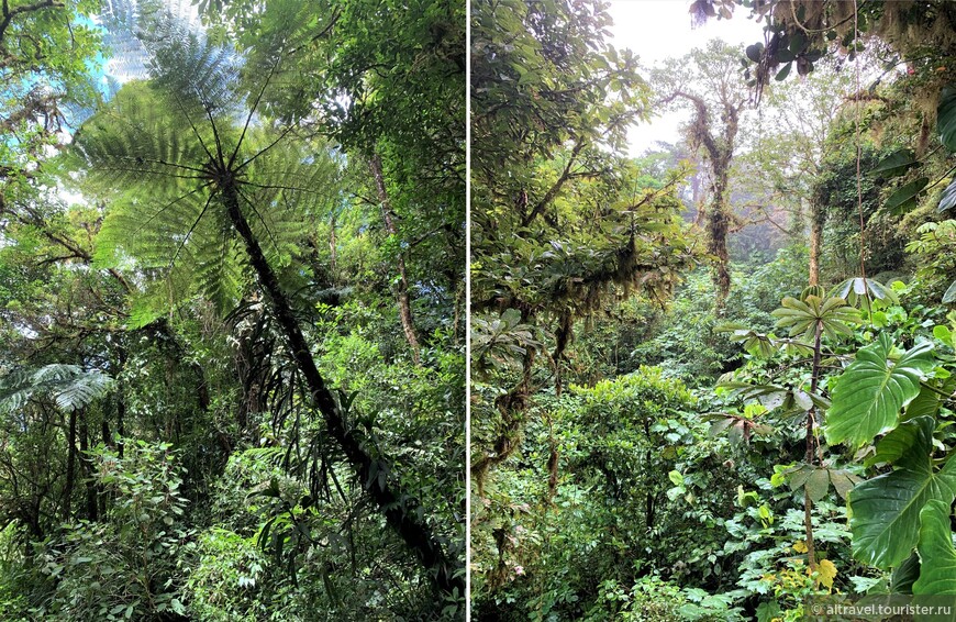 Разнообразие растений в облачном лесу и теснота, в которой они соседствуют друг с другом,  просто неописуемые.