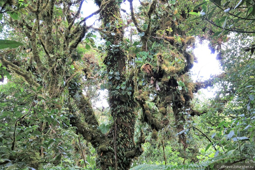 Эпифиты рулят. На них приходится 30% всего видового разнообразия флоры в Монтеверде.