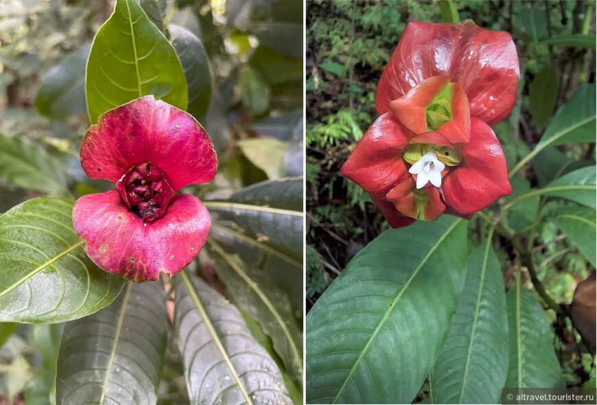 Название этого необычного растения - психотрия возвышенная (Psychotria elata). Но по-простому его часто называют «горячие губки», «поцелуев цветок» или даже «шлюхины губки». А вот реальный цветочек этого растения (на правом фото из интернета) - белый.