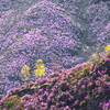 Цветение Алтайской сакуры ( Маральника) 