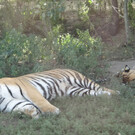 Сафари-парк тигров