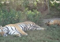 Сафари-парк тигров 4.JPG